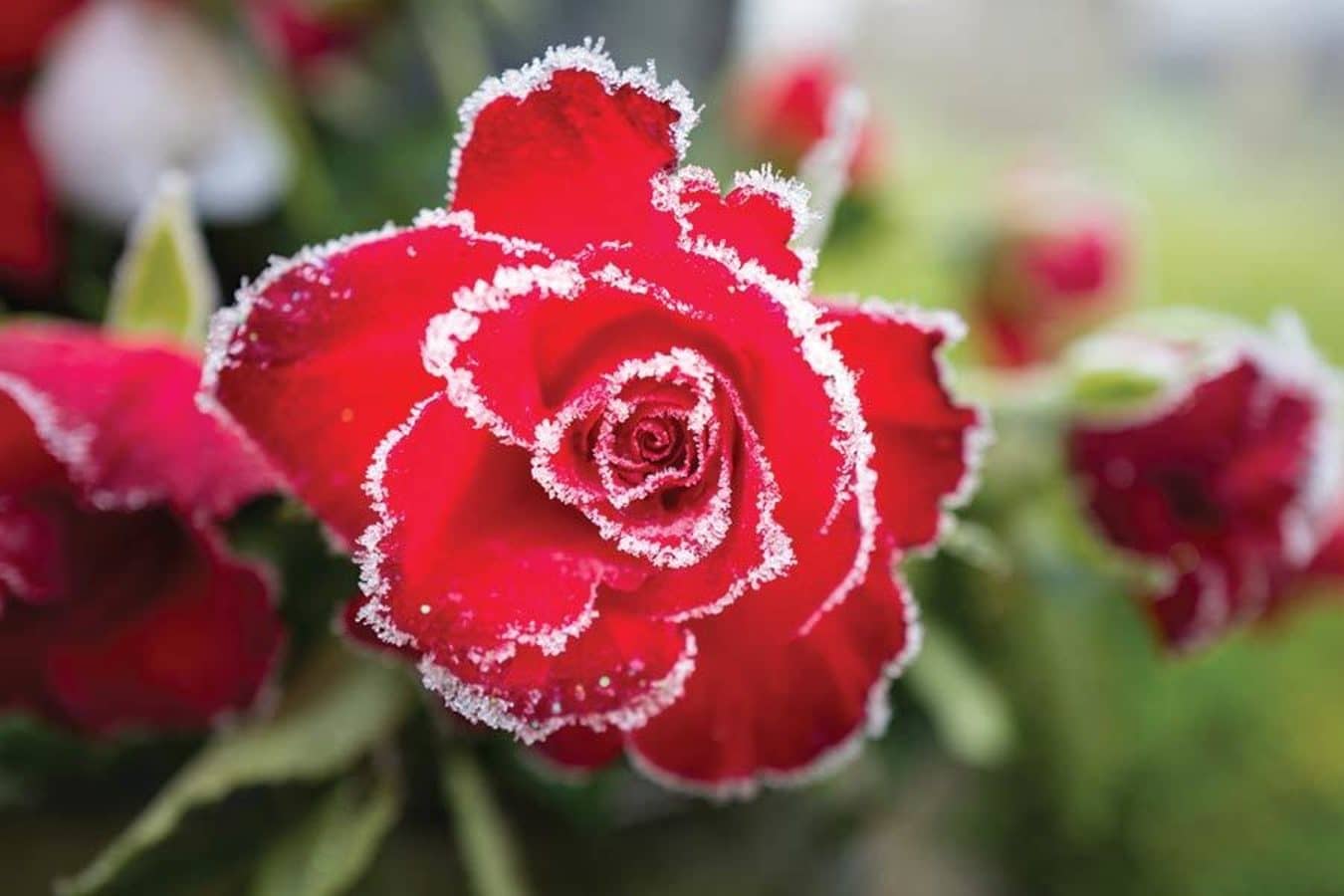 Understanding the Impact of Frost on Plants