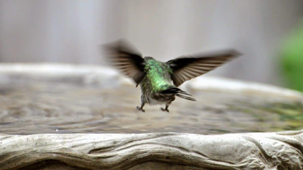 Hummingbird in bird bath