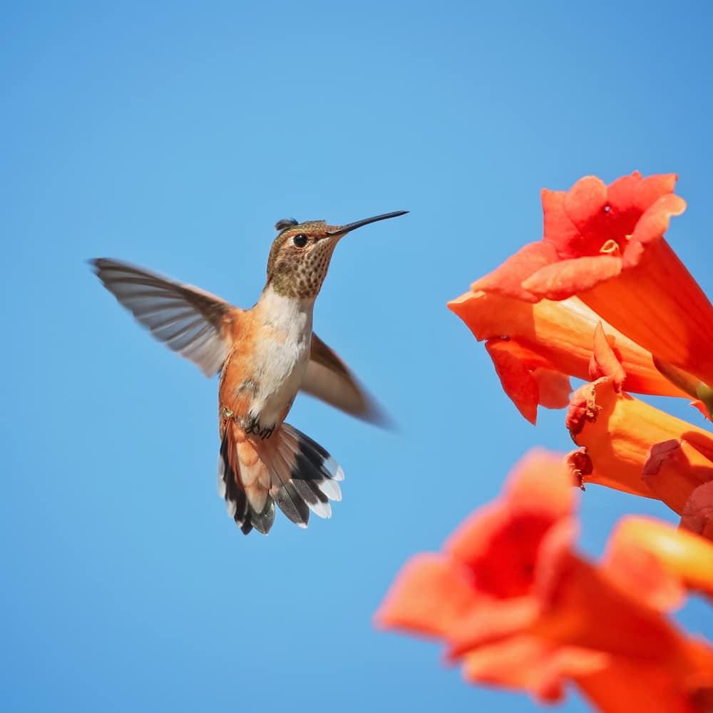 Hummingbird feeding on Trumpet Vine
