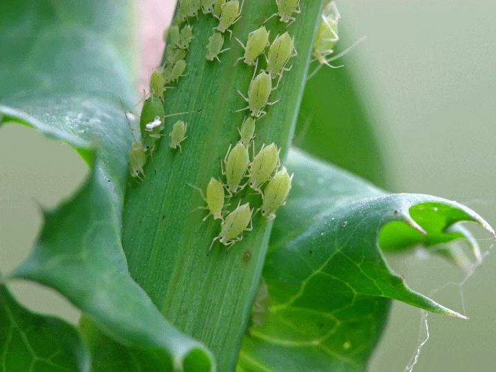 Discover the most effective methods for aphid treatment and rid your garden of these pests.