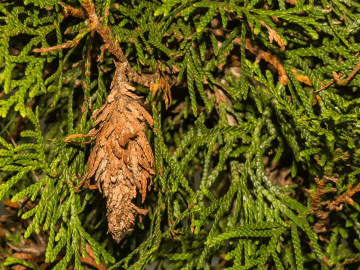 Explore the best methods for bagworm treatment and rid your garden of these pests once and for all.
