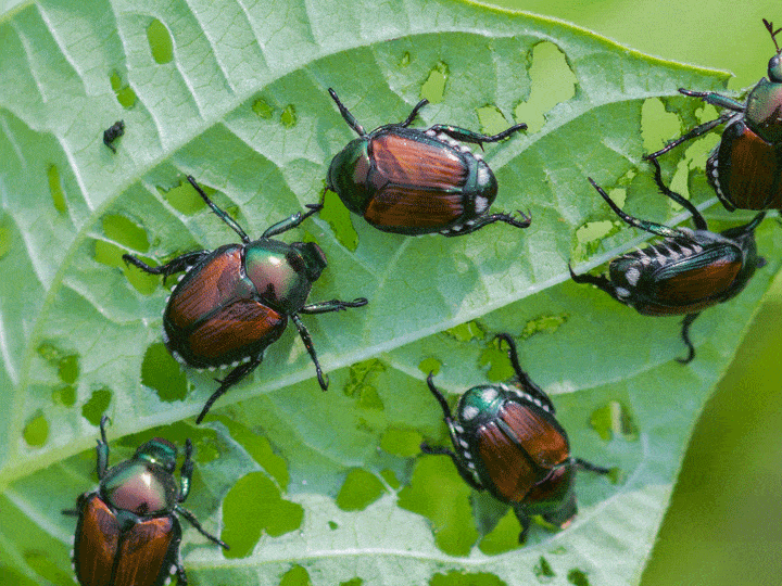 Have you noticed Japanese beetles in your yard or garden? Find out the best methods for Japanese beetle treatment and rid your garden of these pests once and for all.