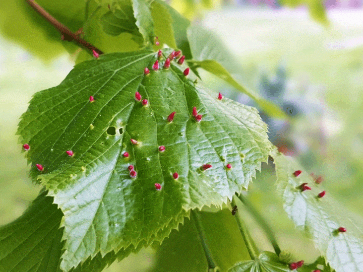 Are you worried about leaf galls in your garden? Not! These won’t cause any harm to your plants. 