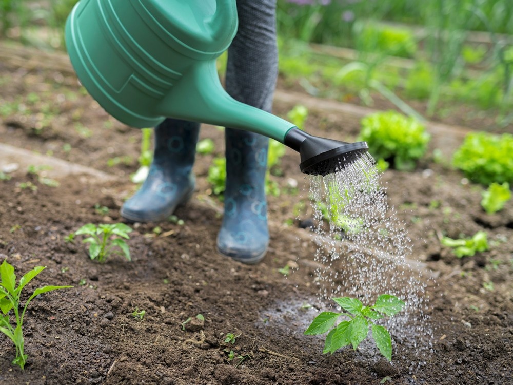 Want to learn more about watering your plants, especially during the hot summer? 
