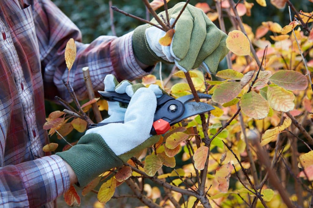 Man pruning shrubs in the fall