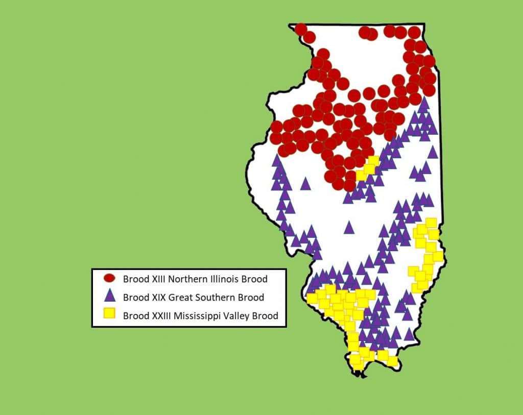 Cicadas 2024 Illinois Map Elsy Eleonore