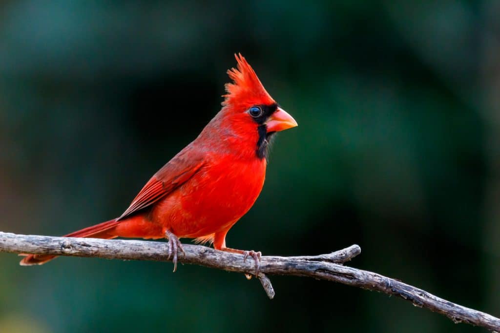 Male cardinal on grey branch