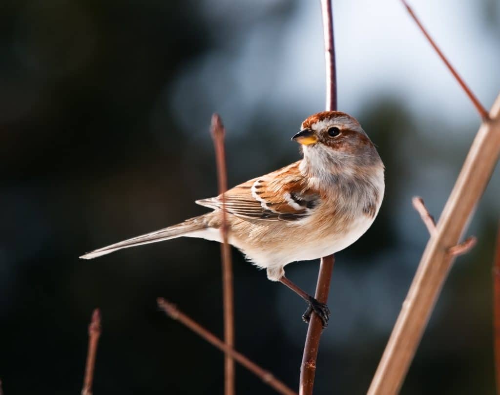 Small sparrow on twigs