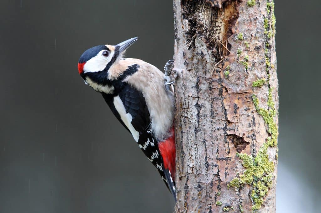Woodpecker digging into tree trunk
