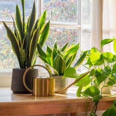 Indoor Plants & Containers