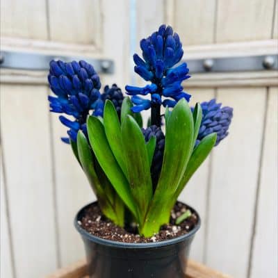 Hyacinth #1