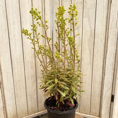 Euphorbia #1