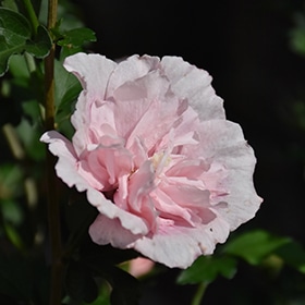 Rose of Sharon, 'Pink Chiffon' #3