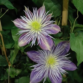 ‘Crystal Fountain’ Clematis #2