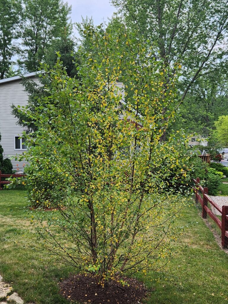 Young tree showing yellowing leaves and signs of stress 