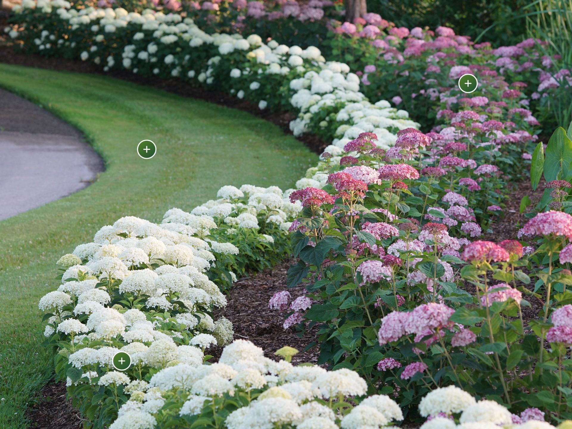 A Flowing Hedge