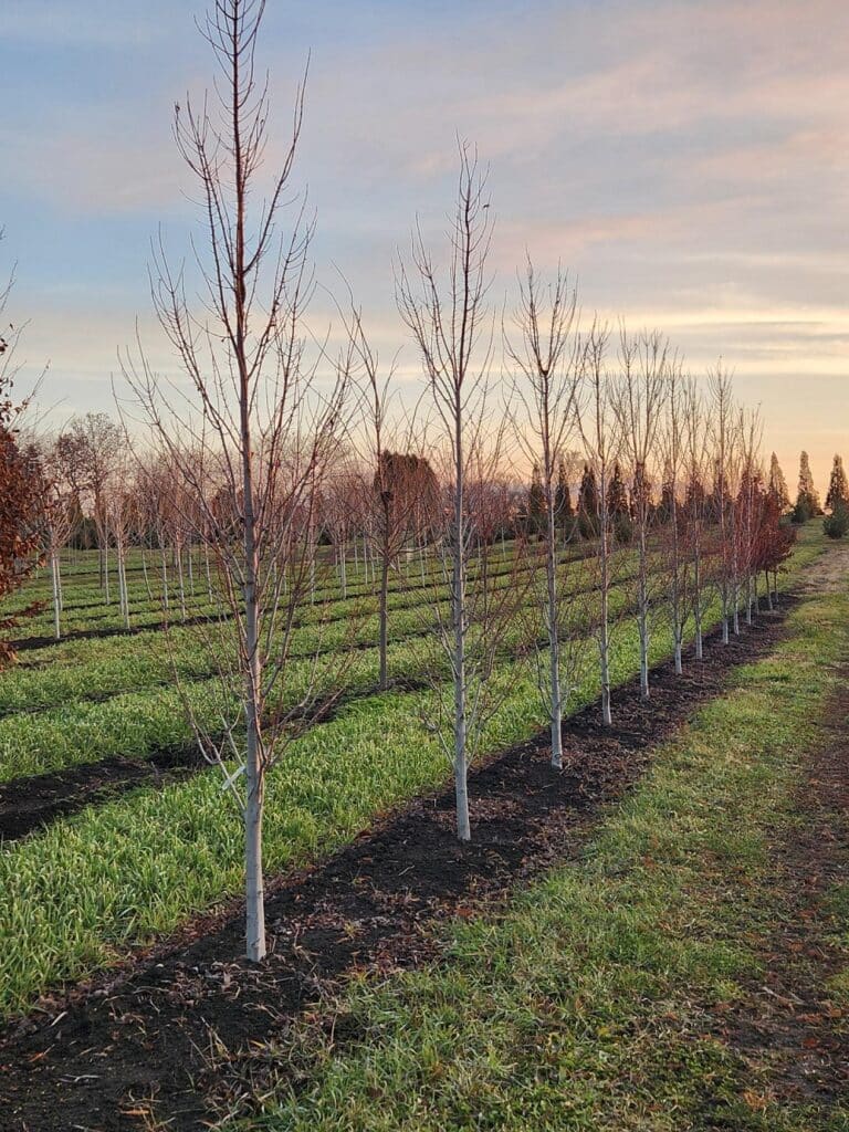 Armstrong Gold Maples trees lined out in a nursery