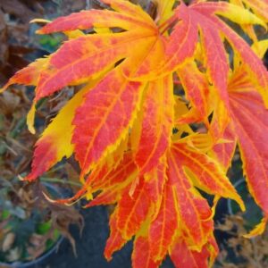 Maple, Japanese 'Festival'
