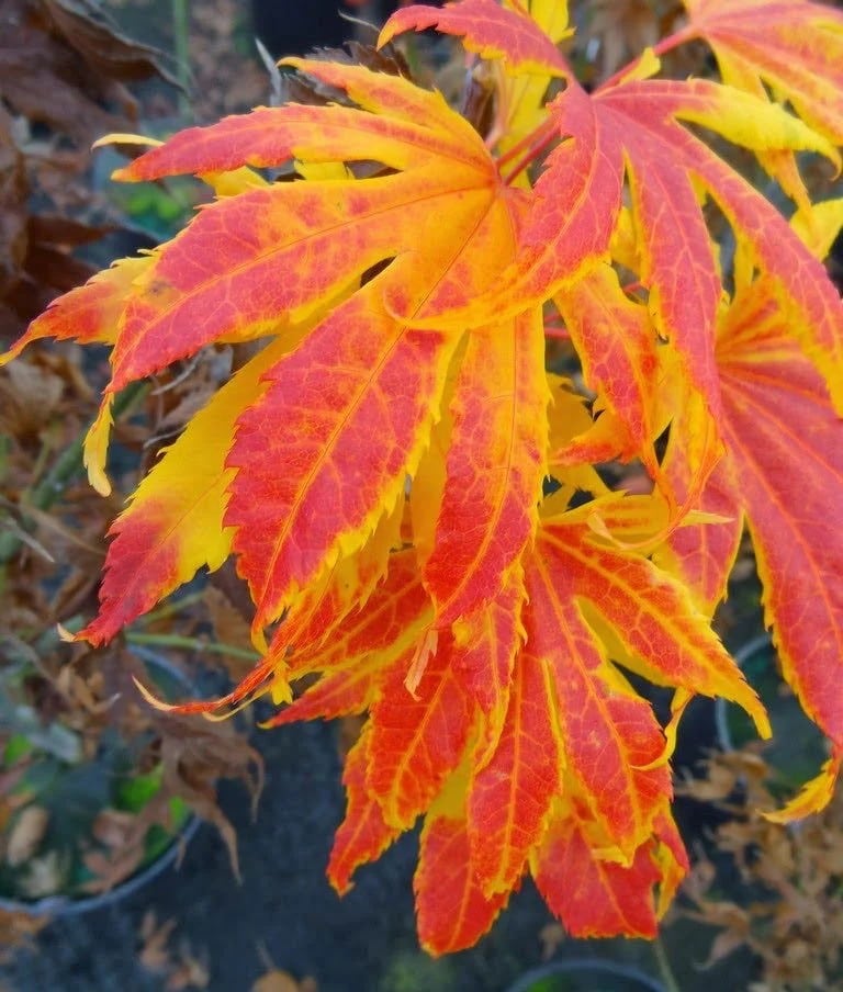 Maple, Japanese 'Festival'