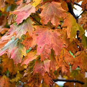 Maple, Sugar 'Apollo' - Image 2