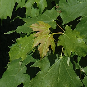 Maple, Sugar 'Apollo' - Image 3