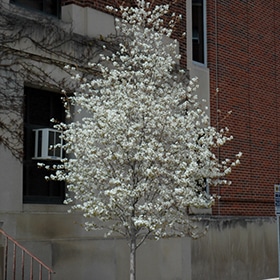 Serviceberry, Alleghany 'Spring Flurry'