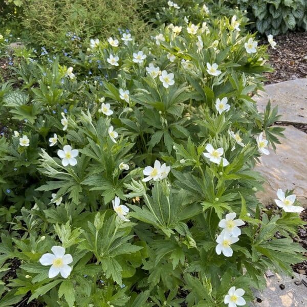 Windflower