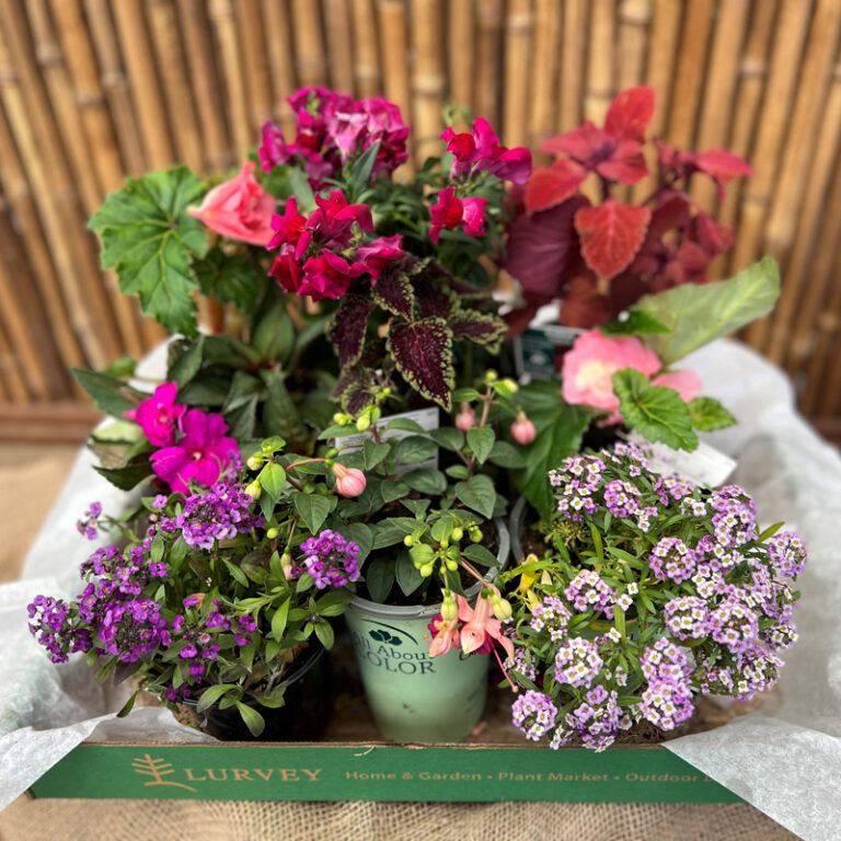 Annual Box Shade Cool Colors Lurvey Landscape Supply