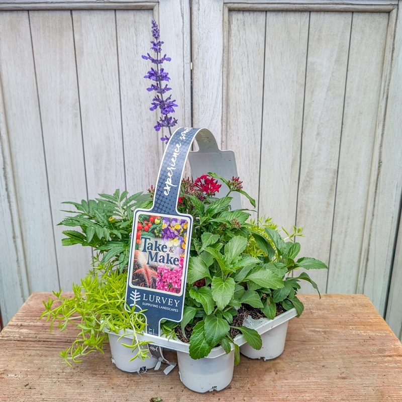 Take & Make Annuals Tray - Summer