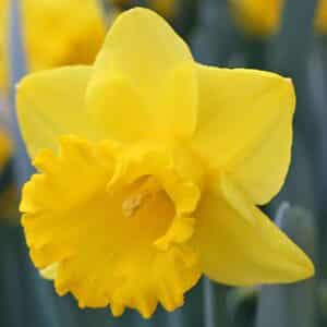 Daffodil - 6"pot