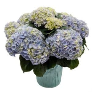 Hydrangea - 6"pot