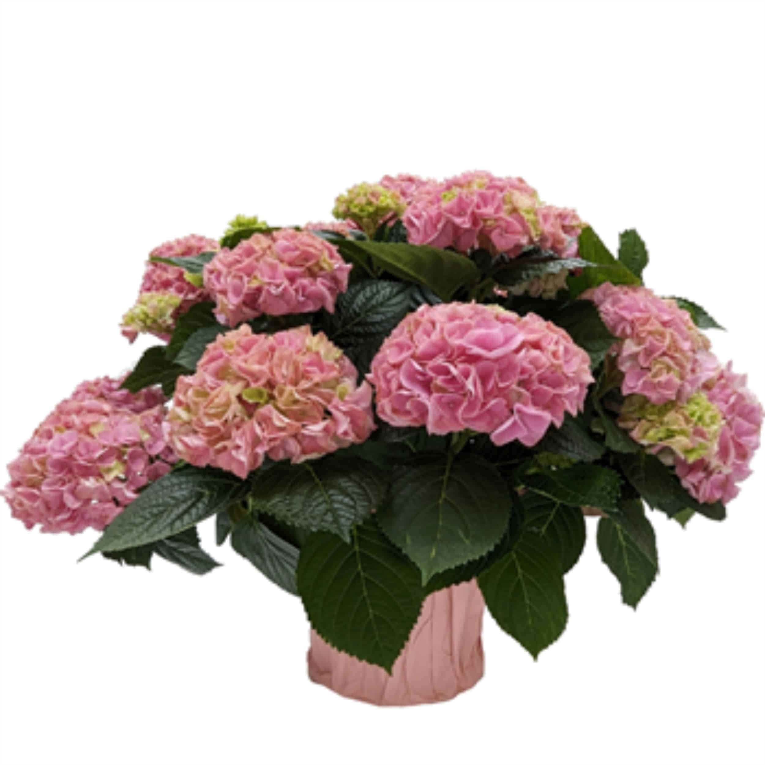 Hydrangea - 6