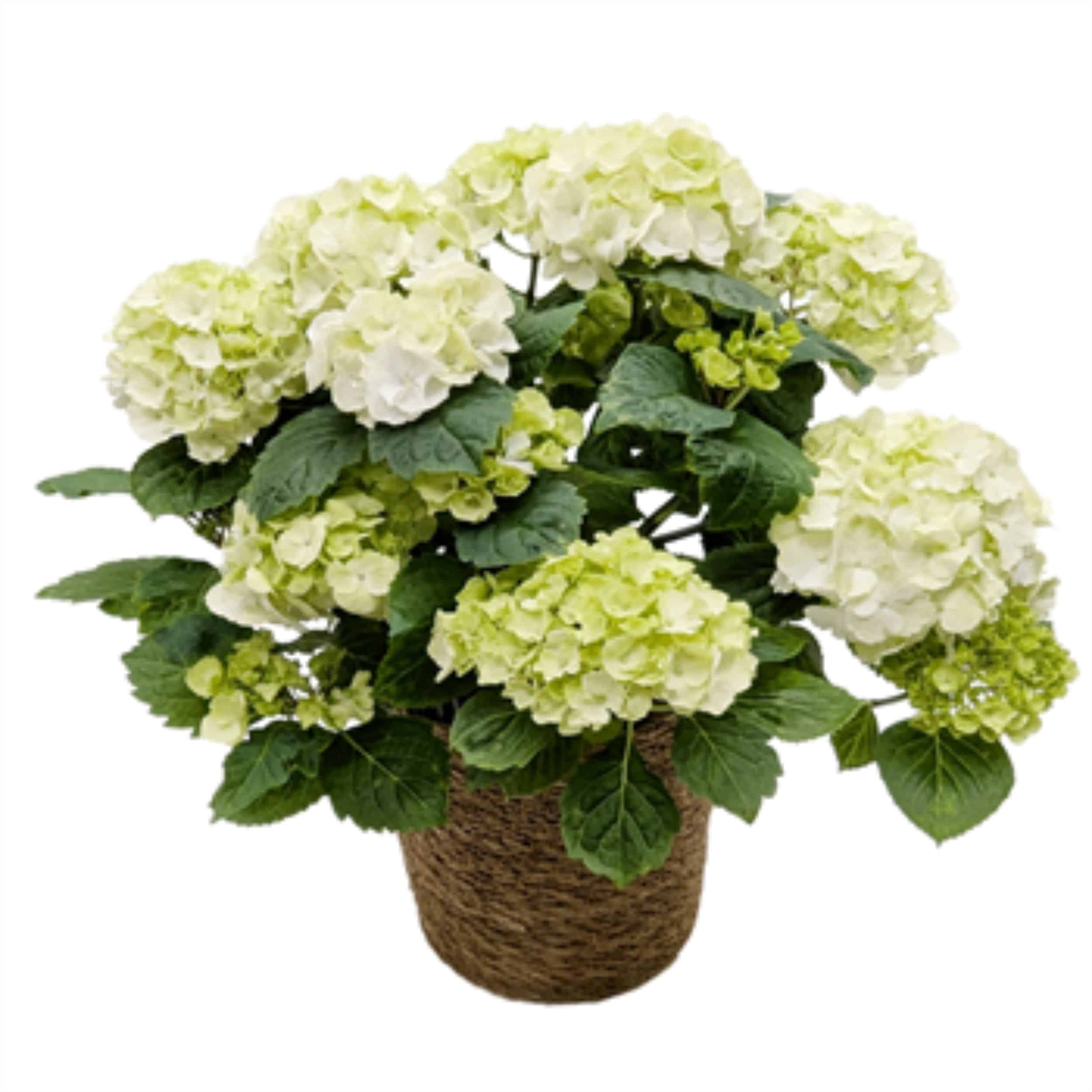 Hydrangea - 6
