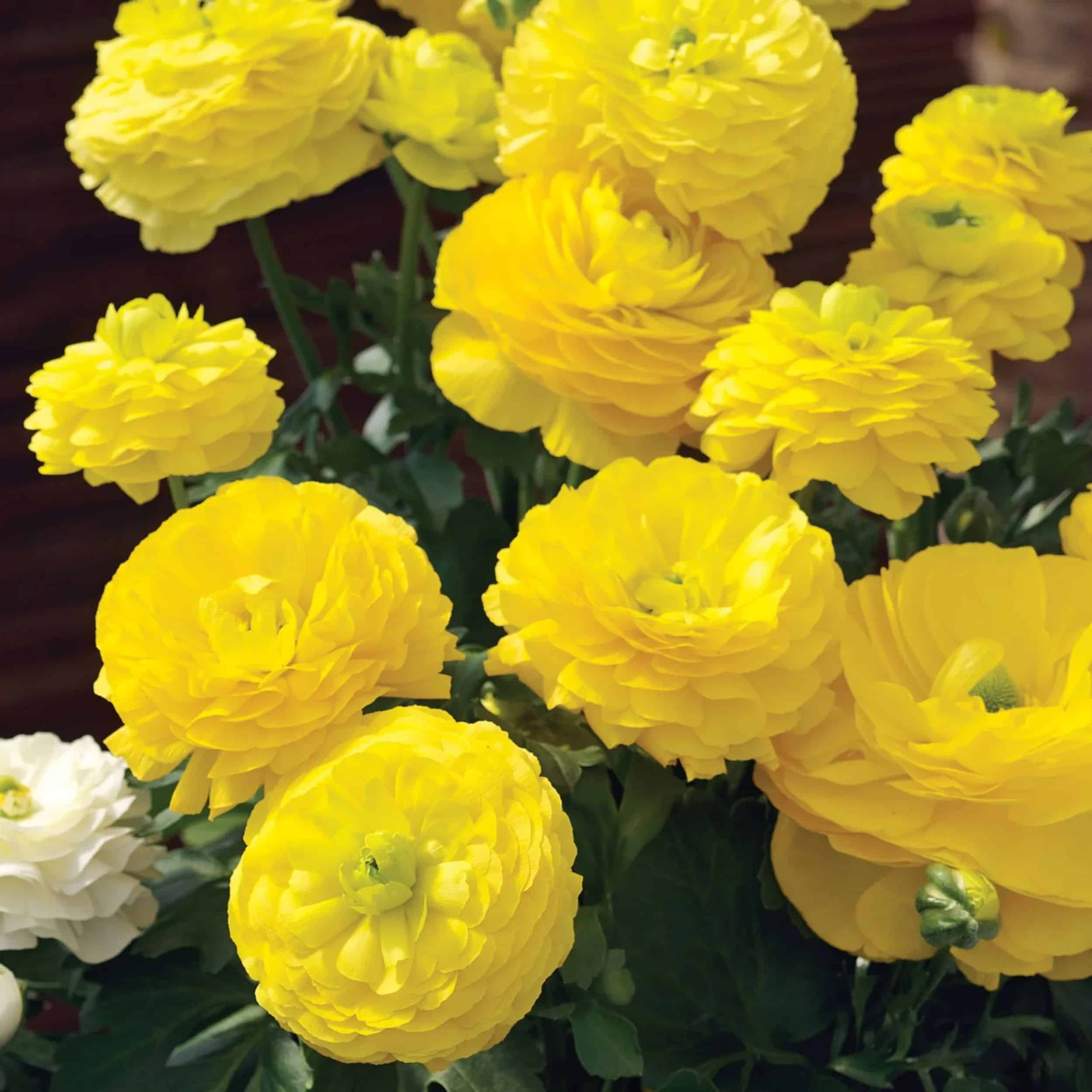 Ranunculus - 4"pot - Image 3