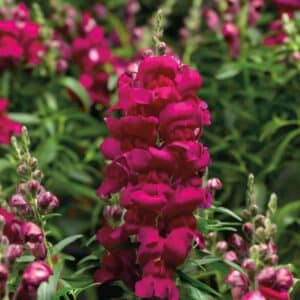 Snapdragon - 6"pot