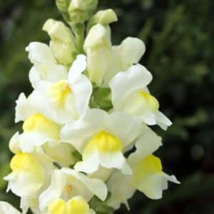 Snapdragon - 4"pot