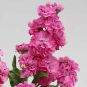 Stock - 4"pot