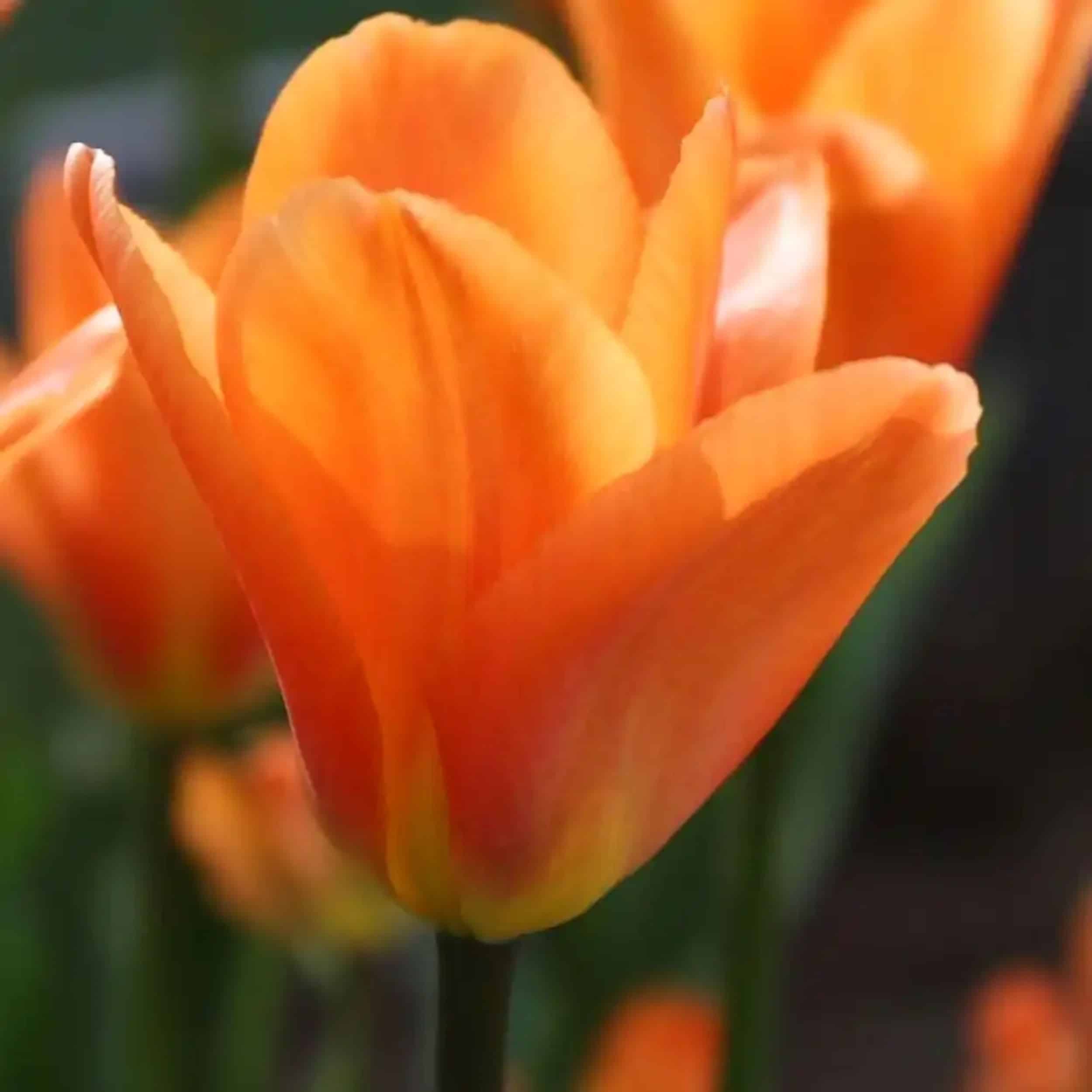 Tulip - 6"pot - Image 6