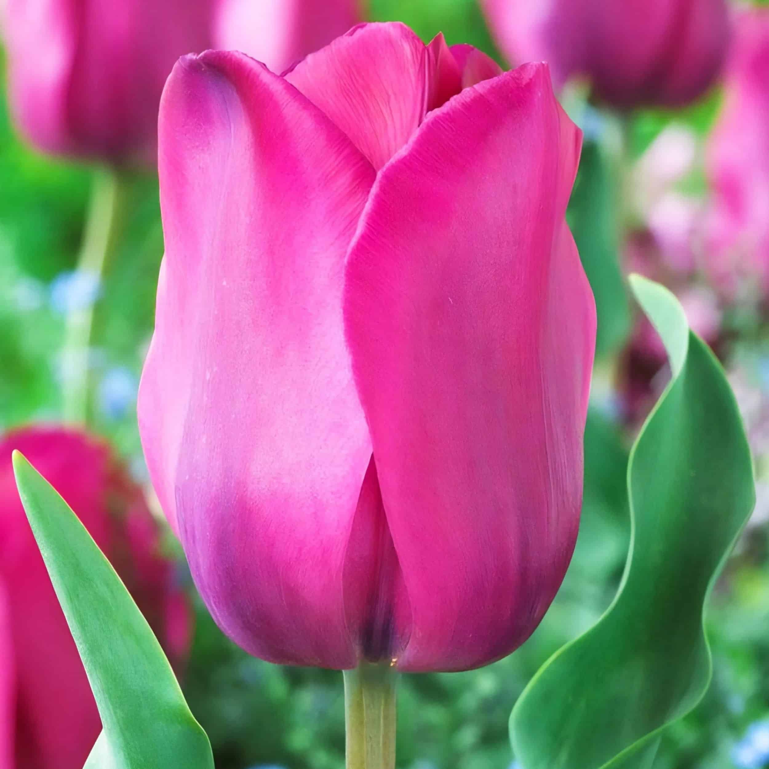 Tulip - 6"pot - Image 5