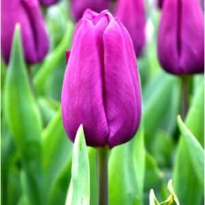 Tulip - 6"pot