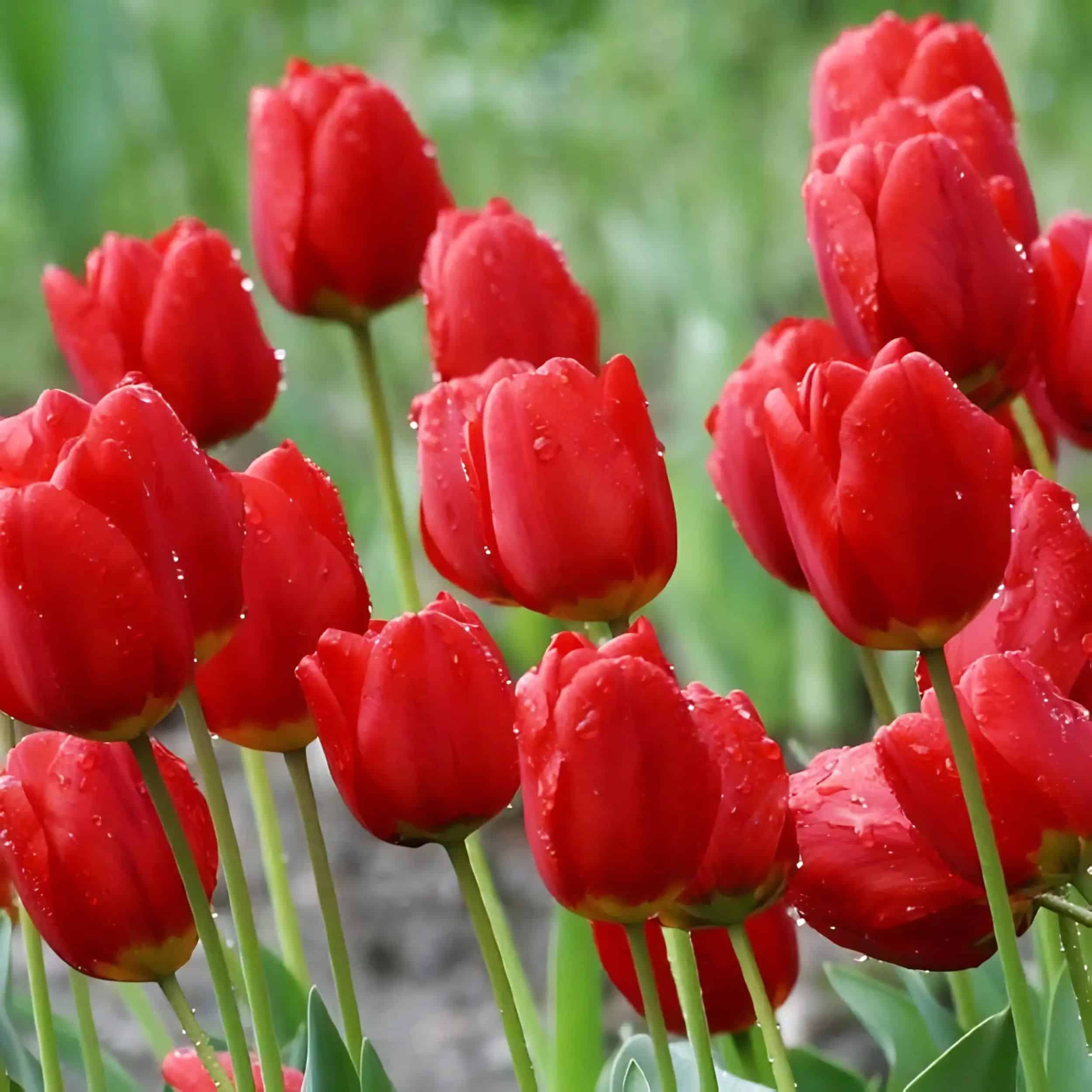 Tulip - 6"pot - Image 4