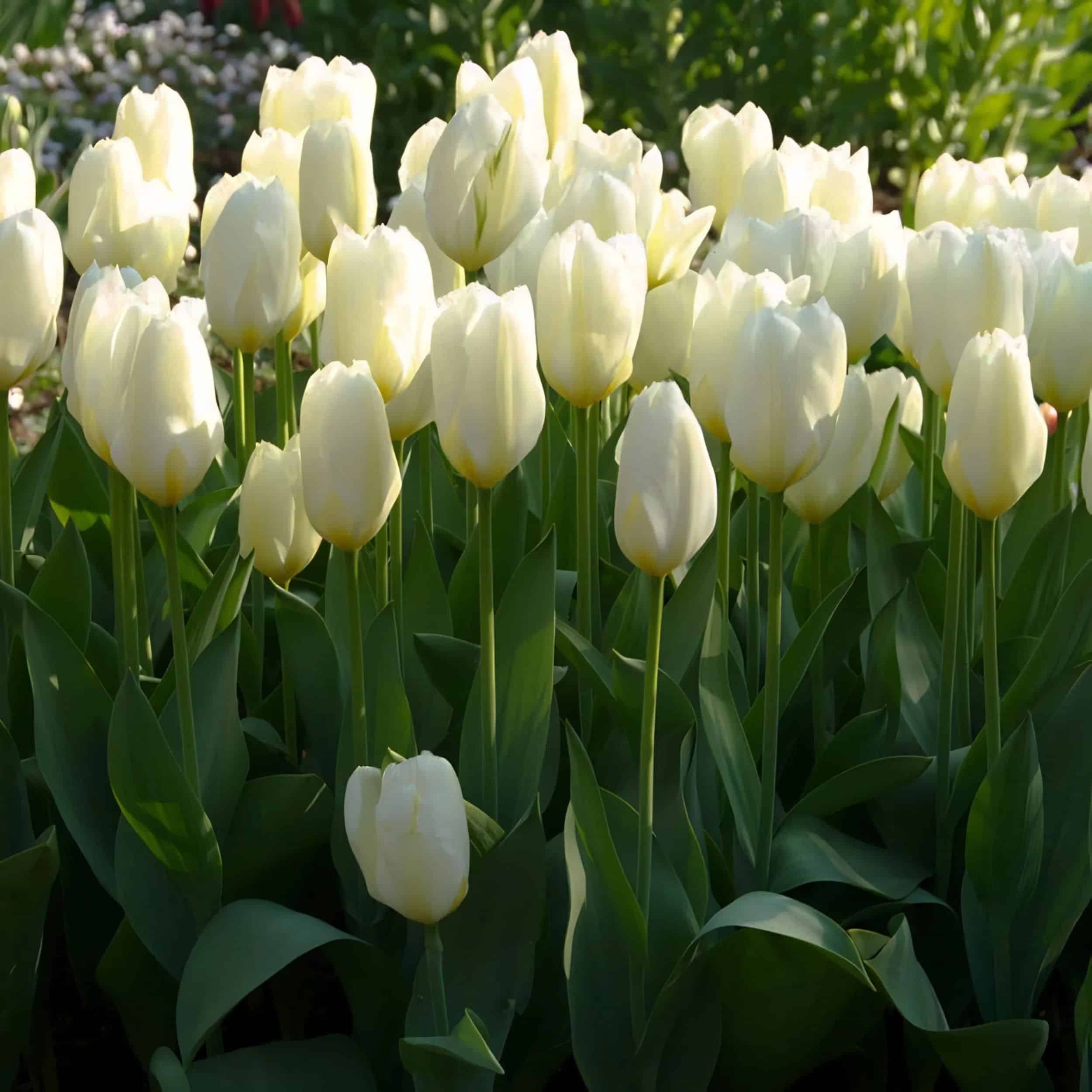 Tulip - 6"pot - Image 3