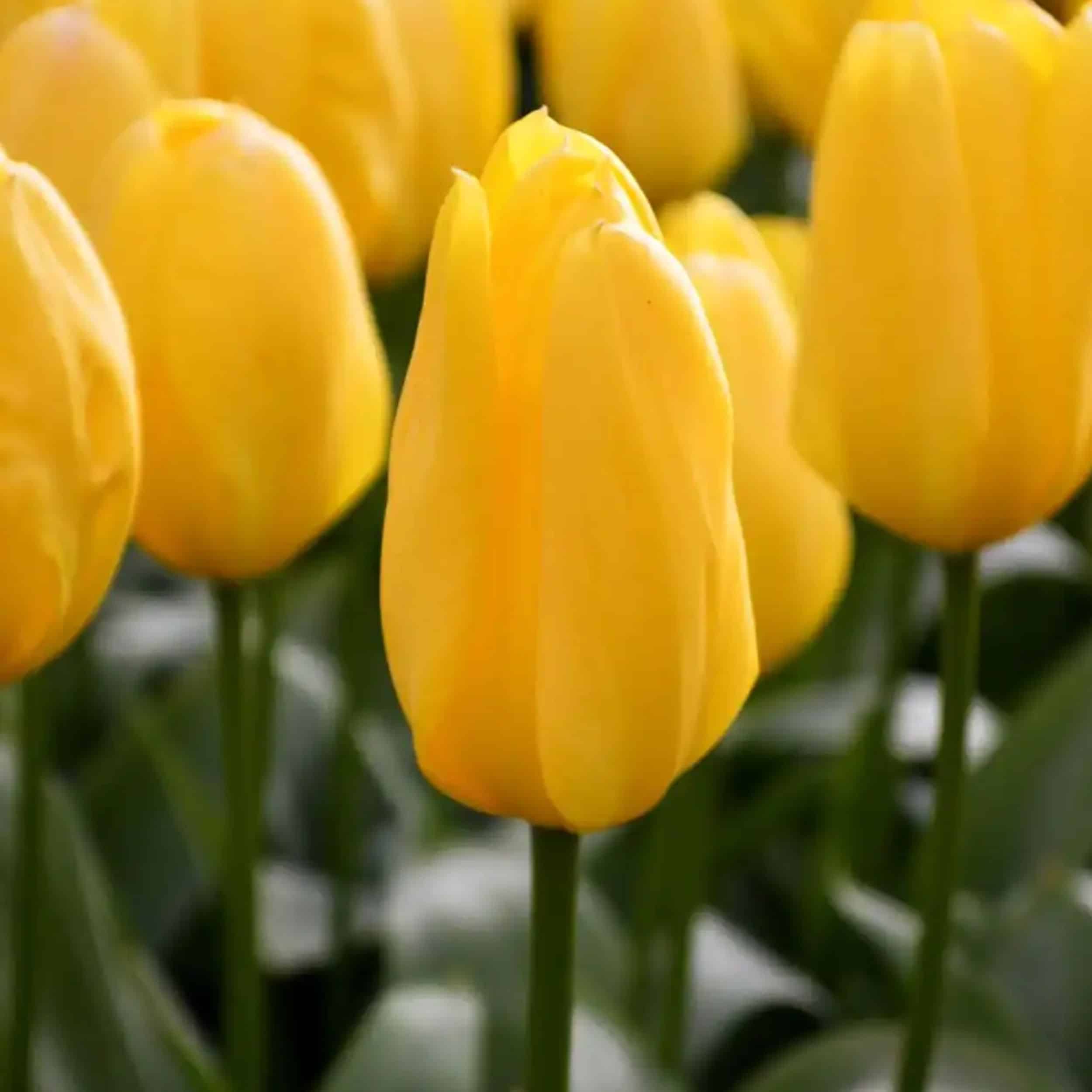 Tulip - 6"pot - Image 2
