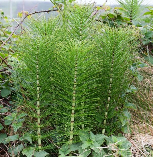 Horsetail Barred