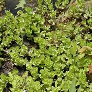 Lemon Bacopa