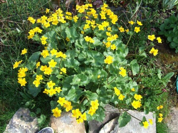 Marsh Marigold - Image 2