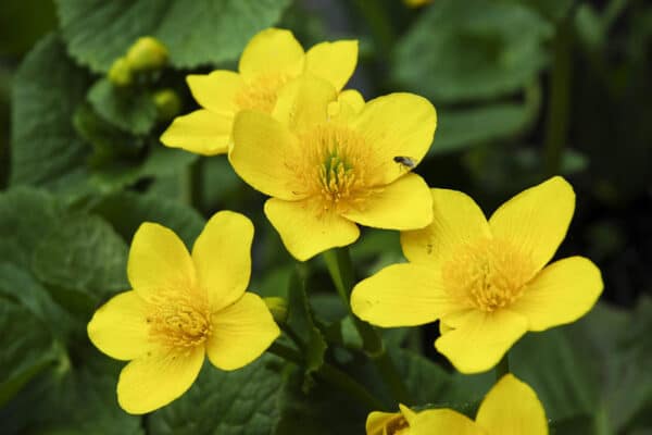 Marsh Marigold