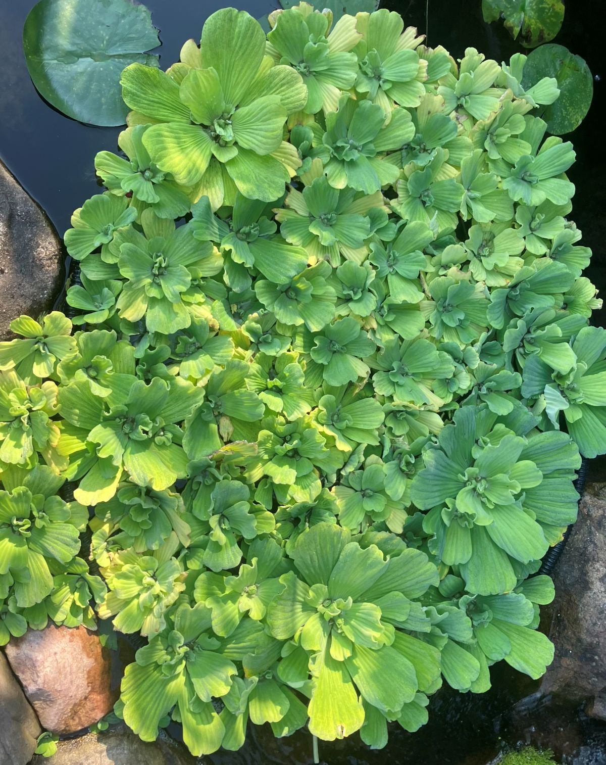 Water Hyacinth/Lettuce - Image 2