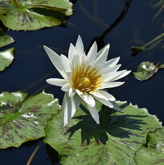 Waterlily Tropical Asst. 4" - Image 2