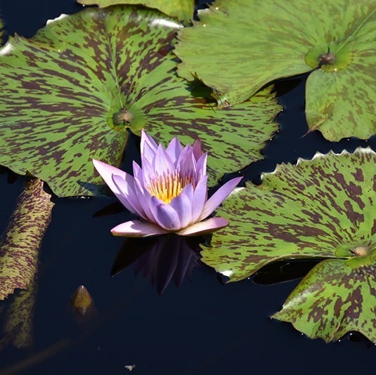 Waterlily Tropical Asst. 4" - Image 3